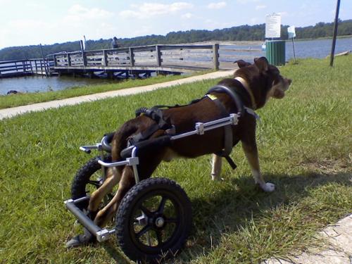 Large dog in rear wheel cart
