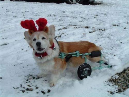 Peaches in her cart over 25 years ago!