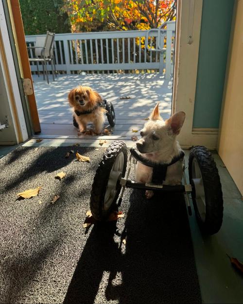 Finch and Nevil hanging out at the shop