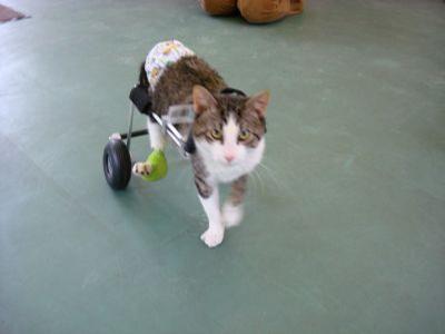 Nestor - Nestor the cat has adapted very quickly to his new Eddie’s Wheels cat wheelchair