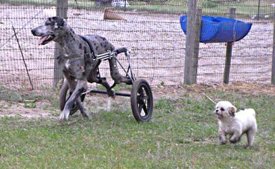 large breed dog wheelchairs