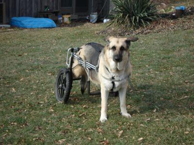 Big Ray - BigRay ready to take a walk in his Eddie’s Wheels custom made dog wheelchair