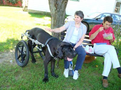 large breed dog wheelchairs