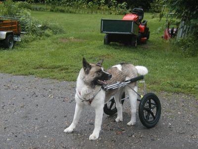 Happy - Nothing like a stroll in the park in an Eddie’s Wheels custom made dog wheelchair
