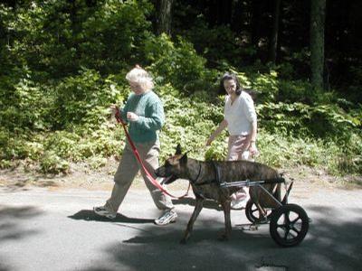 Noel - Noel a German Shepherd enjoys the great outdoors in an Eddie’s Wheels custom made dog wheelchair