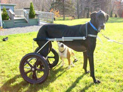 Quinn - Eddie’s Wheels custom designs wheelchairs for the very smallest of dogs to the Giant breeds