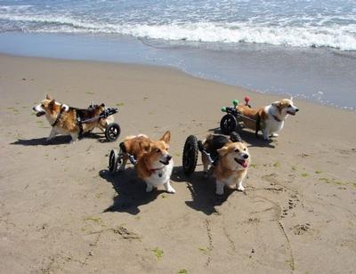 Corgi Beach Party - A pack of Corgis in their Eddie’s Wheels dog wheelchairs