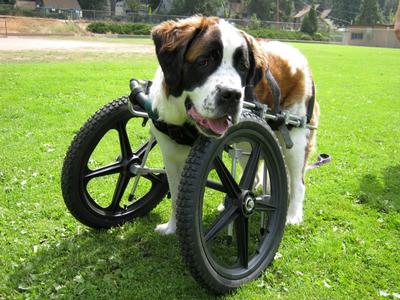 Lucy - Lucy lost a forelimb to osteosarcoma and loves that the her cart lets her go for long walks again.