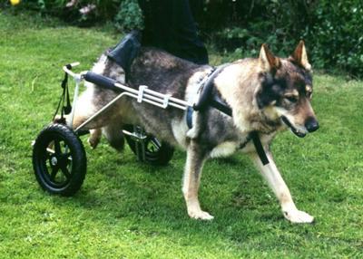 Ben Dog Wheelchair 1
