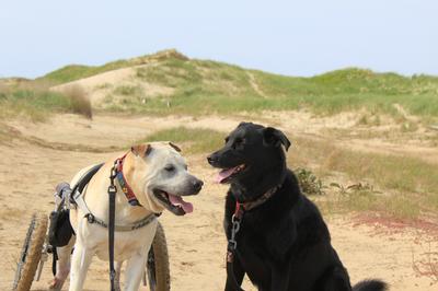 Alex and Loki