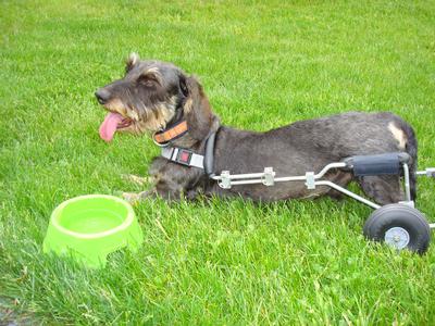 Dachshund Dog Wheelchair (26)