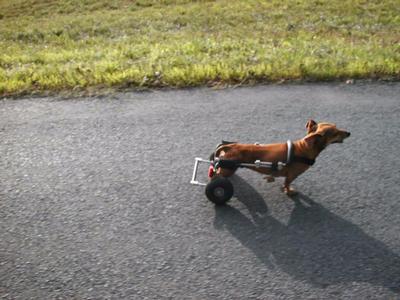 Daisy wins the race