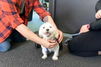Kipper smiling