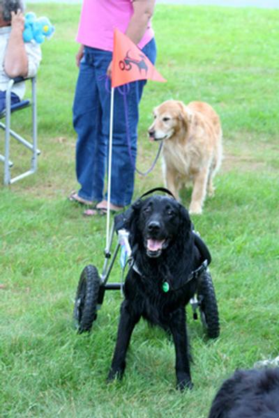 Mark - Mark an amputee, has a lot to be glad about as he walks in his custom made Eddies’s Wheels dog wheelchair