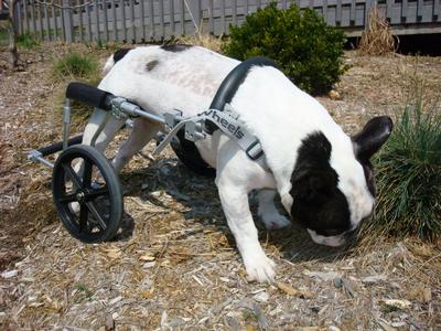 Albert Lucky Dog Wheelchair (2)
