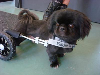 Amo Dog Wheelchair