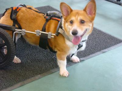 Angus Dog Wheelchair (2)