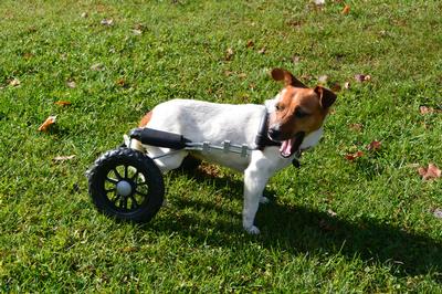 toy fox terrier