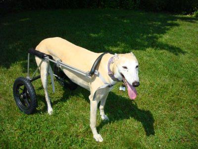 Tully - Tully a rescued noble greyhound, takes a walk in her custom made Eddie’s Wheels dog wheelchair