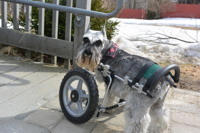 Phoebe the 3 legged schnauzer 002