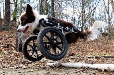 Roosevelt Jumps Dog Wheelchair (2)