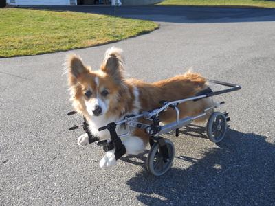 A corgi with advanced DM
