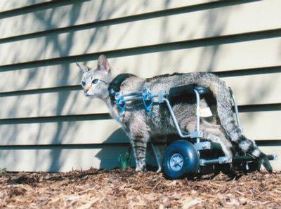 Cats