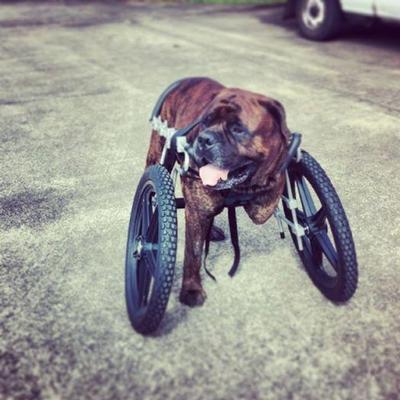 Bullie Front Wheel Cart