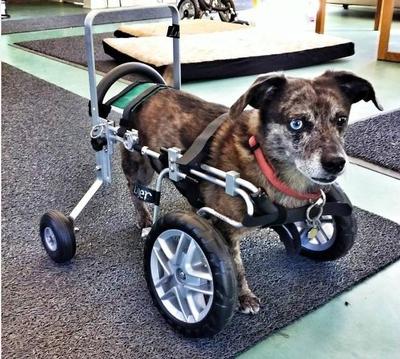 Front Wheel with training wheels