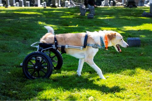 Amputee Dogs