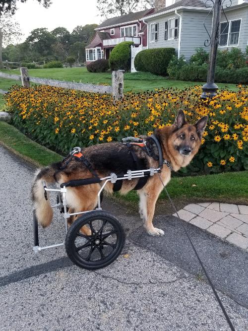 GSD in rear wheel cart - Cody