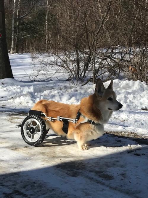 Corgi in rear wheel cart