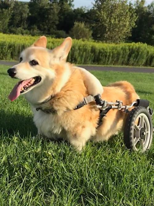 Corgi in rear wheel cart