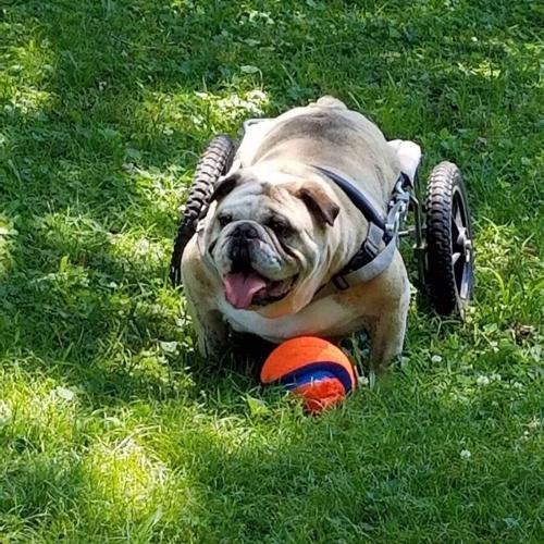 Opie in rear wheel cart