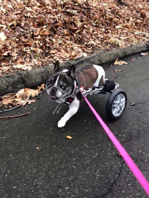 French bulldog in rear wheel cart