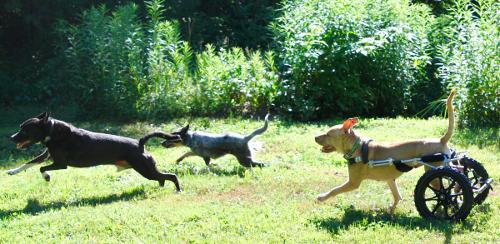 Dog running in rear wheel cart