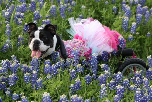 Cute dog in meadow!