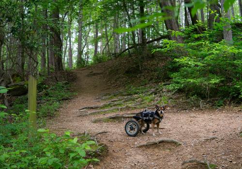 Small dog hiking in rear wheel cart