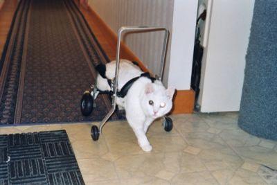 Glissando - Glissando has regained mobility in her custom made Eddie’s Wheels cat wheelchair