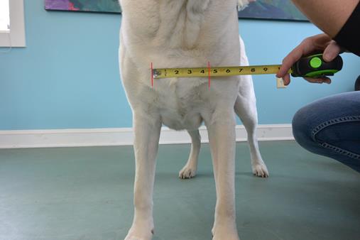 <strong>Measurement F