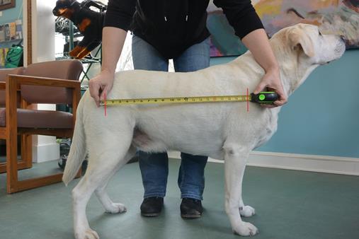 Measurement I