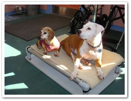 Sweet Pea and Daisy, disabled dogs
