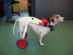 hs2 studio designs pet wheelchair for dogs with hindlimb disorders