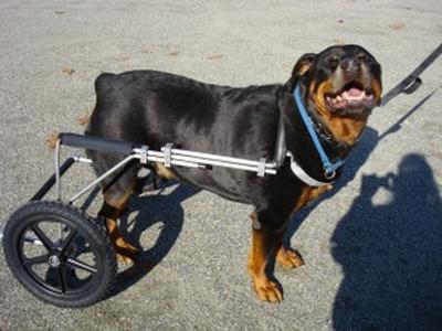 large breed dog wheelchairs