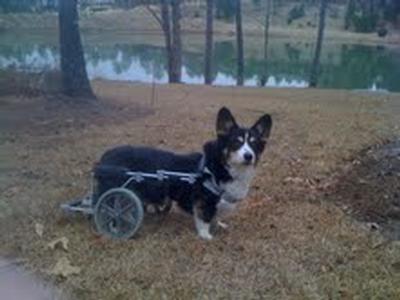 Dog Wheelchair For Corgis, Walkin' Wheels Corgi Cart